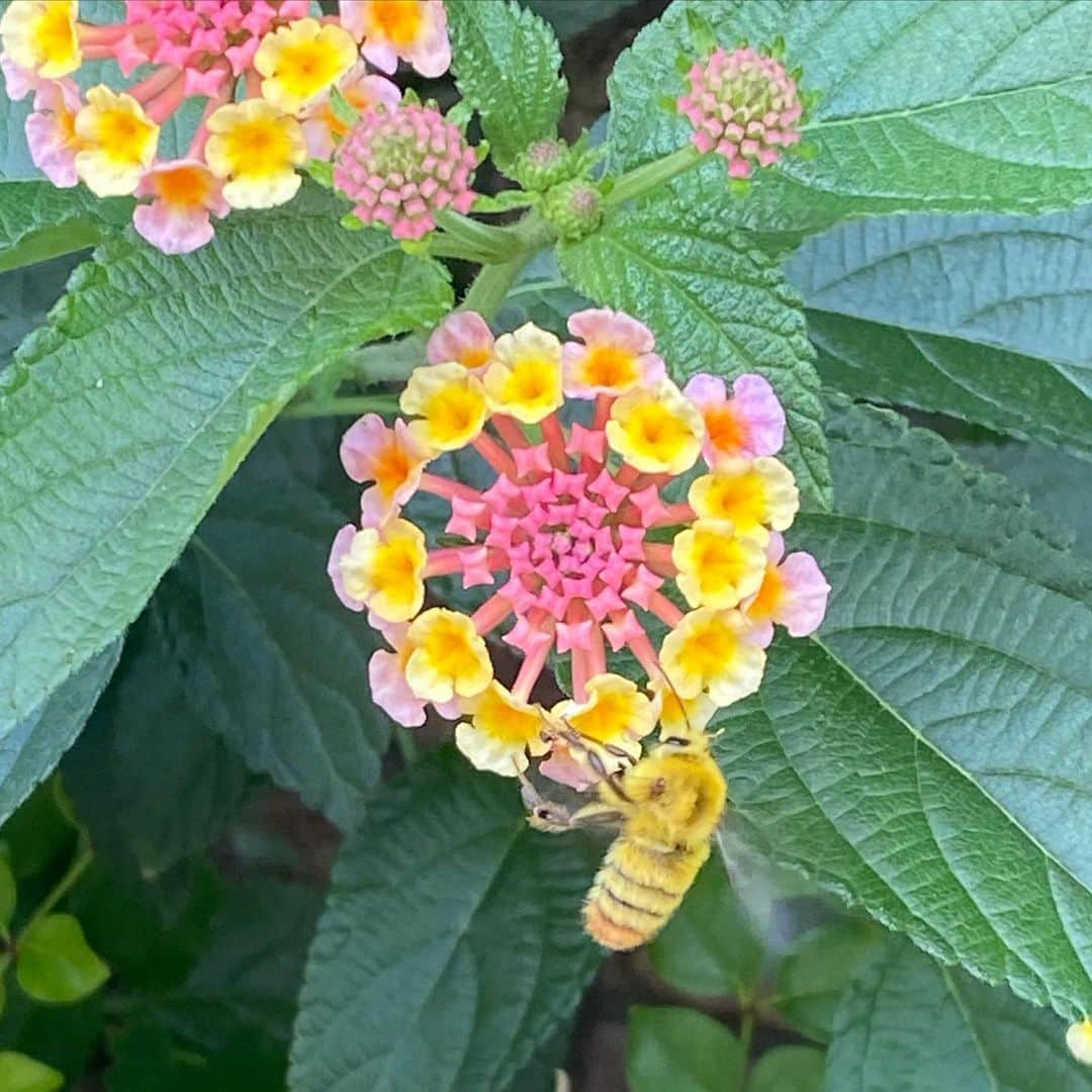 奥田恵梨華さんのインスタグラム写真 - (奥田恵梨華Instagram)「マルハナバチ的なやつ？ ふわふわしてかわいい #ランタナ #マルハナバチ #クロマルハナバチ #コマルハナバチ」5月31日 13時12分 - erikaokuda_official