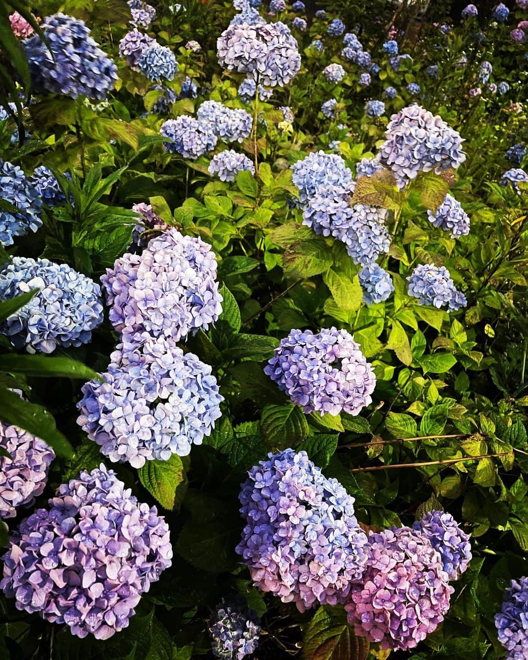 のインスタグラム：「たくさんのメッセージとコメント ありがとうございます。 皆さんの優しさ届いています。 支えられてます。 写真は梅雨といえばの紫陽花。 綺麗に咲いていました。 そろそろ梅雨入りするのかな。 明日から6月。 気持ちを切り替えて進みます！」