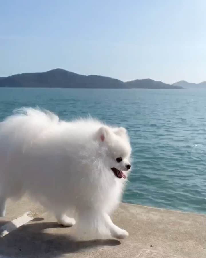 Mochi the Orkyehのインスタグラム：「Happily hopping along the seashore 😃🌊 Ain’t the view amazing? ☀️🤩」