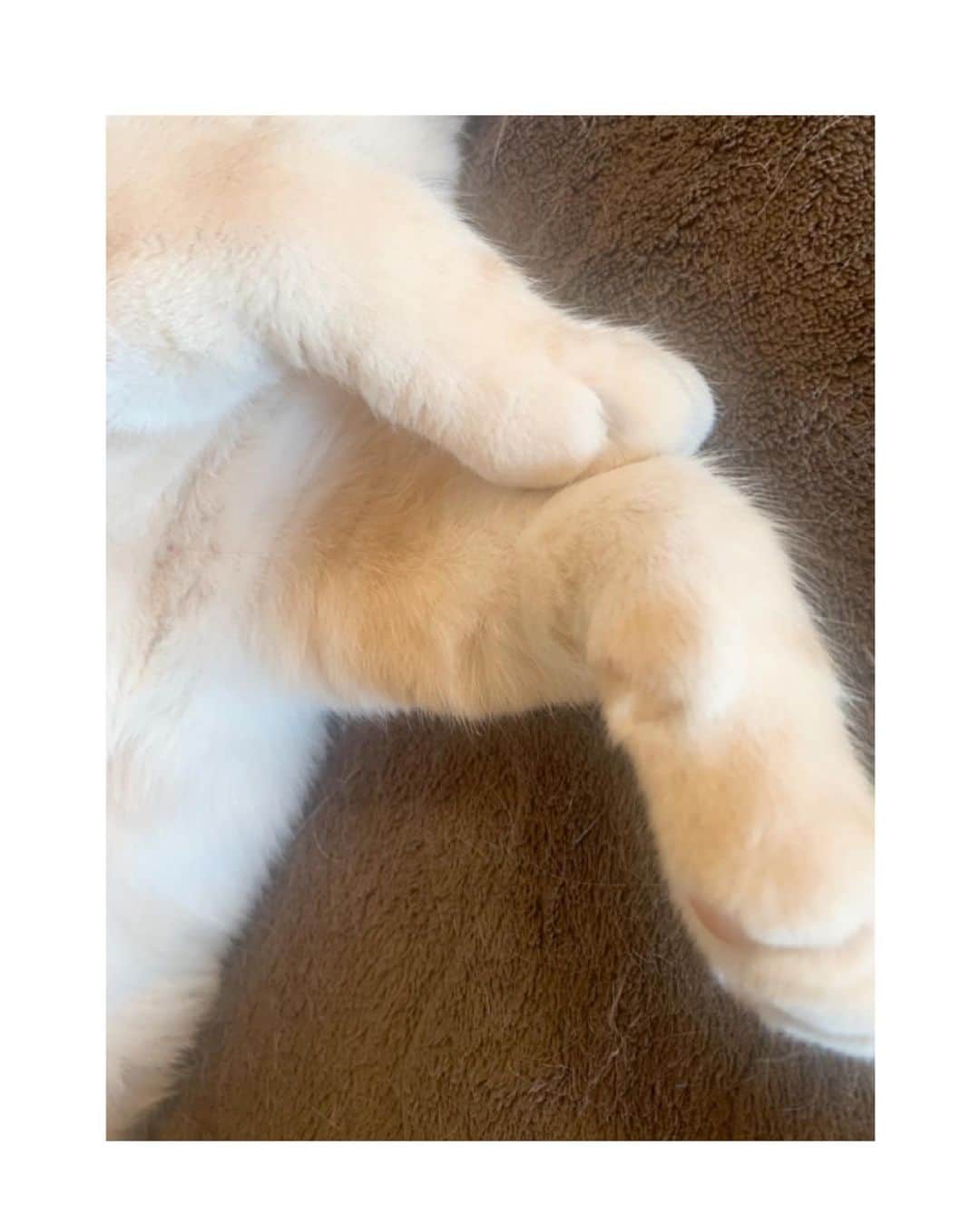 吉岡里帆さんのインスタグラム写真 - (吉岡里帆Instagram)「親バカですが、この起きそうで起きないくりすけの表情も非常にかわいいので また載せます。  あとこの手♡ふわっふわ  #猫」5月31日 14時22分 - riho_yoshioka