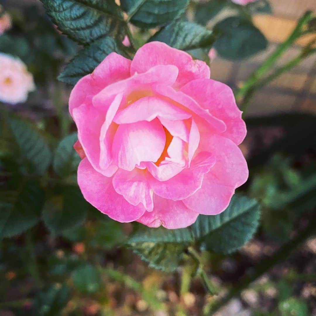 松井珠理奈さんのインスタグラム写真 - (松井珠理奈Instagram)「お花好き💐💕  #flowers  #flower #love  #rose  #beautiful  #pink  #ピンク  #花  #薔薇  #癒し #愛 #美しい  #花言葉 #しとやか #上品  #花占い #すき #きらい #すき」5月31日 14時41分 - jurinamatsui3