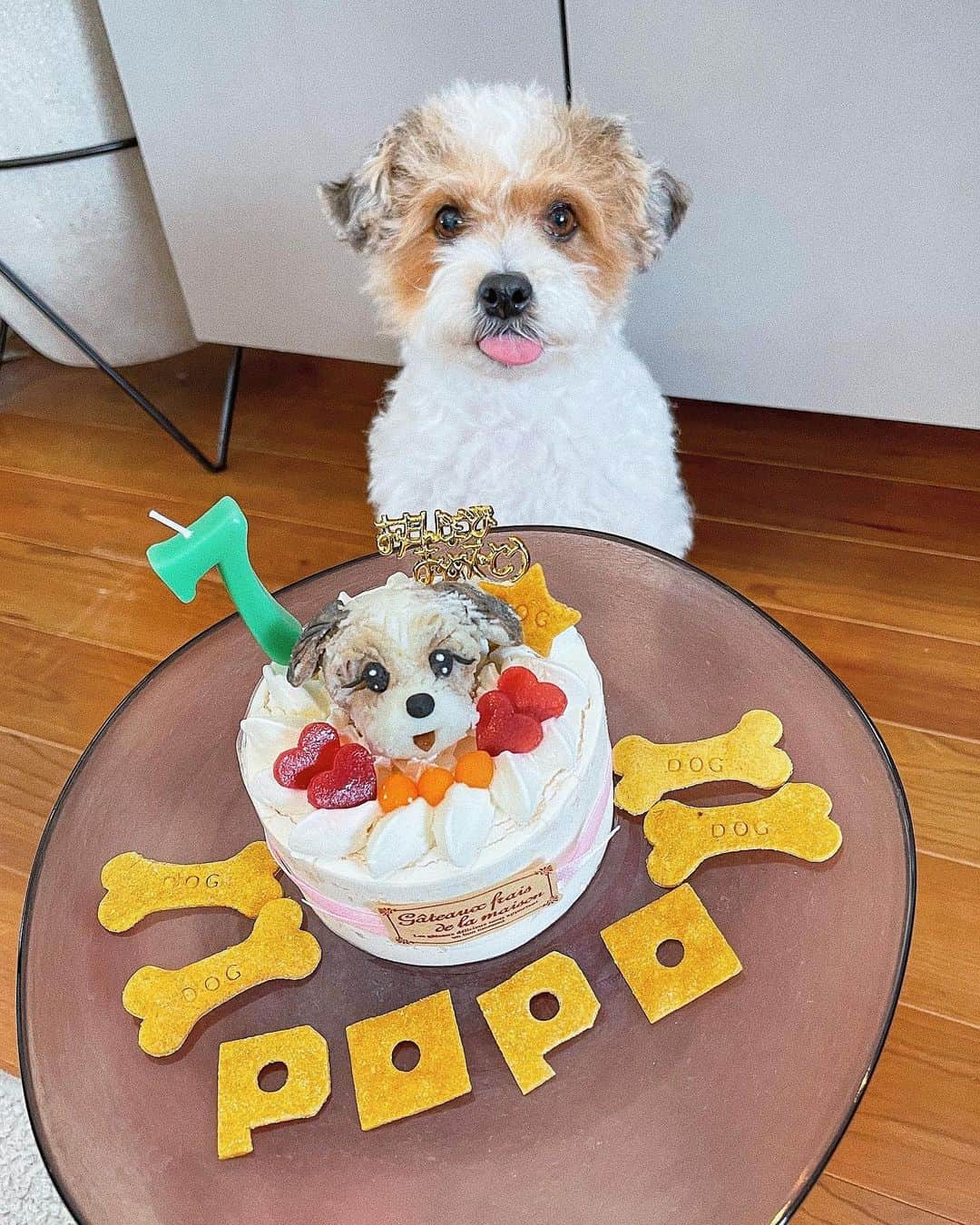 ソンイのインスタグラム：「ポポ🐶🎀7歳のお誕生日おめでとう🎂 トリミングして1ヶ月後くらいが１番可愛い❤️ 気が強くてシュシュへの当たりはかなり強いけど🤣笑 息子にはなにをされても優しいポポ🐶💕 もう7歳だなんて早いなぁ🥺だいすきだよ❤️ #ジャックラッセルテリア  #純血なのにジャックに見られた事ない」