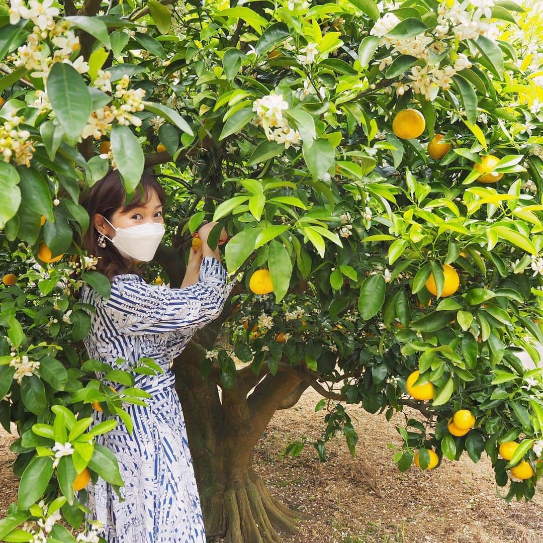 小野澤玲奈のインスタグラム：「ニューサマーオレンジ💛を もぐもぐしながら６月がスタート。  おそろしい  ５月は楽しかったなぁ ニューサマーオレンジ狩りをしたり。🙄  新茶を飲んで おいしい〜ってなって もうちょっと頑張ってぐっすり寝る作戦🍵  #新茶最高  #体力勝負の６月 #ニューサマーオレンジ  #東伊豆 #東伊豆町  #みかんの花  #正確には #ニューサマーオレンジの花  #shizuokalife」