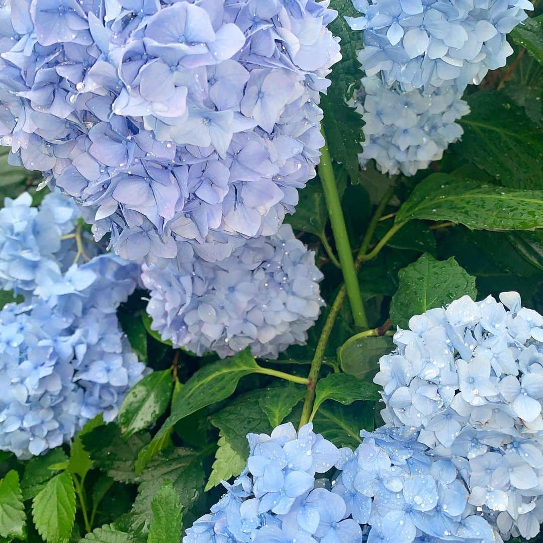 市來杏香のインスタグラム：「今日もぽこちゃにて19:00〜歌うよん！！ 今日は何祭りにしようかなぁ😂笑 まってるぉ🦋🦋」