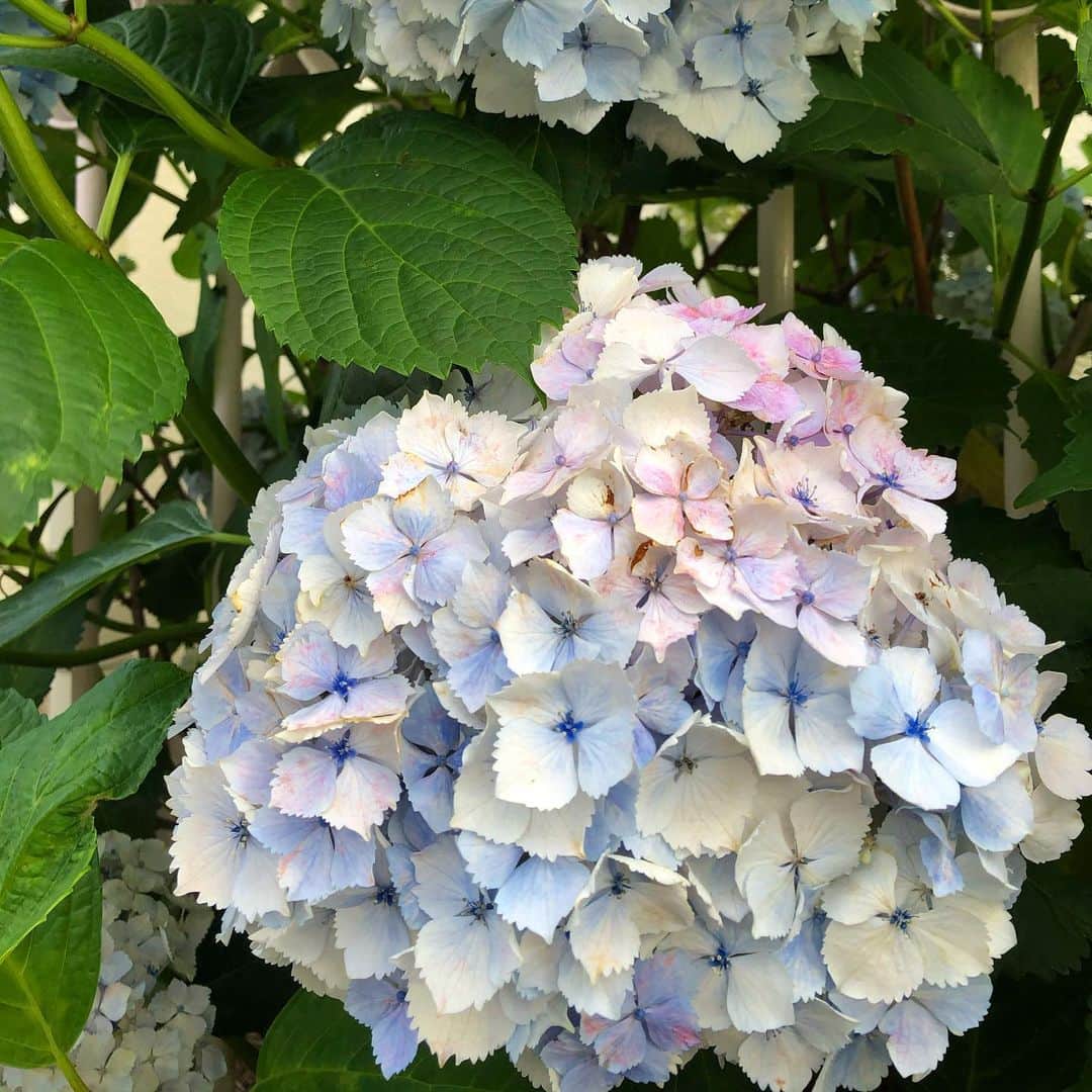 千秋さんのインスタグラム写真 - (千秋Instagram)「今日の紫陽花コレクション💠 全部好き！ みんなはどれが好き？  #紫陽花」5月31日 19時01分 - chiaki77777