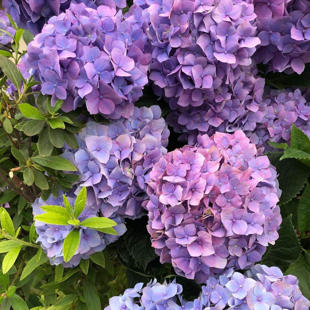 千秋さんのインスタグラム写真 - (千秋Instagram)「今日の紫陽花コレクション💠 全部好き！ みんなはどれが好き？  #紫陽花」5月31日 19時01分 - chiaki77777