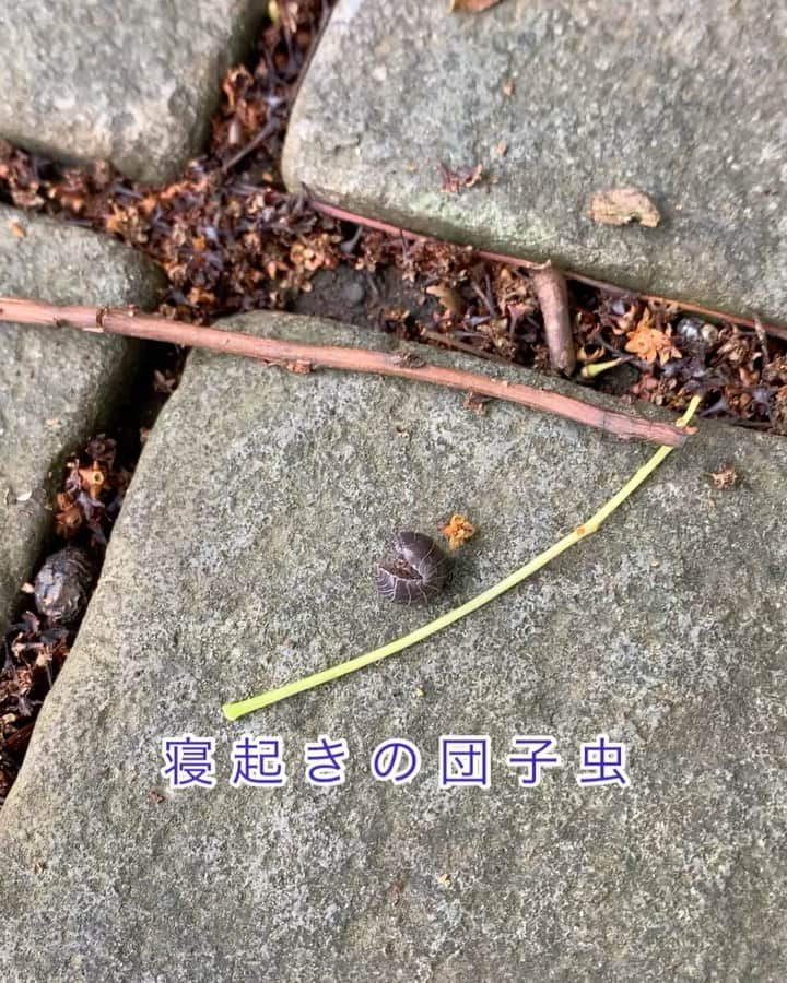 渡辺裕之のインスタグラム：「寝起きの団子虫   #夢拾い #団子虫 #生命 #寝起き」