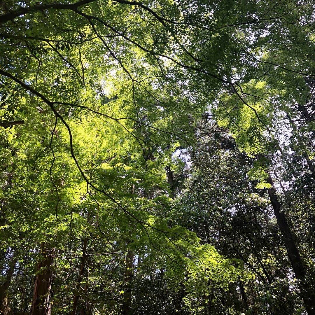 松尾翠さんのインスタグラム写真 - (松尾翠Instagram)「2人でのんびり話しながら 森林浴でした☺️🌿  呼吸が深くなる✨  おかえりとただいまの幸せ。  #センスオブワンダーな日々 #地球で遊ぶ  #京都さんぽ」5月31日 19時57分 - midori.matsuo_official