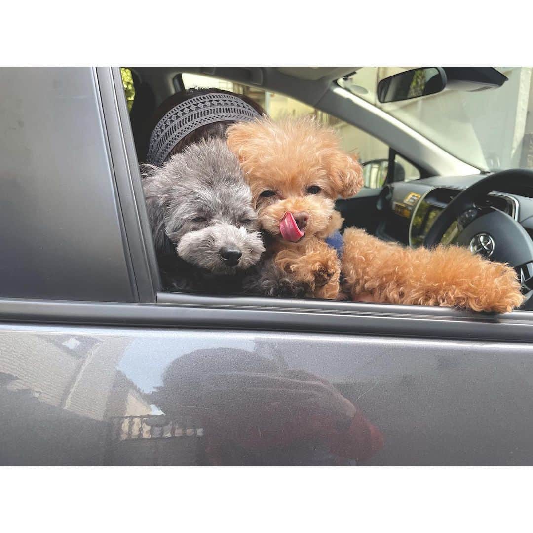 竹本萌瑛子のインスタグラム：「ドライブしたくね？？？ . #はんた #ハニー #犬 #わんこ #dog #トイプードル #ティーカッププードル #プードル #エブリドッグ #everydog」