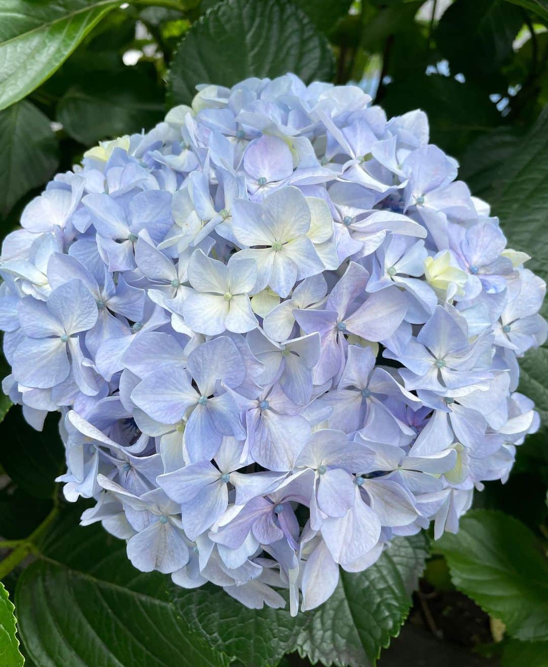 吉田美紀さんのインスタグラム写真 - (吉田美紀Instagram)「・ ・ 5月最終日♡ 毎月思うな…今月はあっという間だったと。 ・ 歩いているとあちこちに紫陽花･:*+. 真っ白な紫陽花も綺麗だったけれど 3枚目のピンクがとっても綺麗で♡♡ 思い出に載せておこう。 ・ #hydrangea #紫陽花 #あじさい」5月31日 21時21分 - miki__yoshida