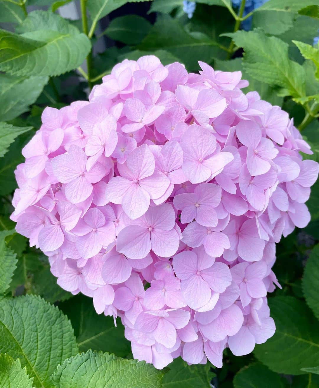 吉田美紀さんのインスタグラム写真 - (吉田美紀Instagram)「・ ・ 5月最終日♡ 毎月思うな…今月はあっという間だったと。 ・ 歩いているとあちこちに紫陽花･:*+. 真っ白な紫陽花も綺麗だったけれど 3枚目のピンクがとっても綺麗で♡♡ 思い出に載せておこう。 ・ #hydrangea #紫陽花 #あじさい」5月31日 21時21分 - miki__yoshida