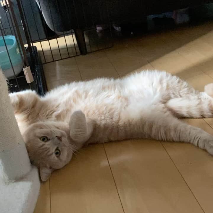 赤西涼のインスタグラム：「明日から川崎ロック座💗 今夜もゲネをして頂きます！ がんばるぞー💪 そしてこれはただただまったりするかわいいの天才😽」