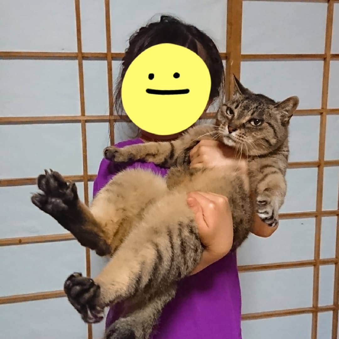 中田有紀さんのインスタグラム写真 - (中田有紀Instagram)「お久しぶりのシマちゃん❣️🐈 半野良なのに、きっと子供のこと苦手だろうに、おとなしく抱っこされてる。シマちゃんはホント優しい猫です。感謝🙏✨ でも…表情がいろいろ物語ってるなぁ😅 #シマロン #猫好き」5月31日 21時41分 - akinakada0508
