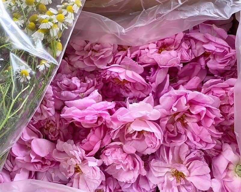 大場あゆみさんのインスタグラム写真 - (大場あゆみInstagram)「Damask rose 𓆸𓆸𓆸﻿ ﻿ おうち時間いかがお過ごしですか？﻿ ﻿ 先日母と一緒にダマスクローズのペタルシロップを作りました！﻿ ﻿ バラの女王とも言われるダマスクローズ🥀﻿ ﻿ シロップを作っている間、﻿ 家中がバラの良い香りで包まれて﻿ とっても幸せな気持ちになりました𓂃﻿ ﻿ 作る時の様子は今度ブログに詳しく書いてみようかな☺️﻿ ﻿ ﻿ ﻿ ﻿ #おうち時間 #おうちカフェ #バラ #ダマスクローズ #ローズ #シロップ #手作り #炭酸水 #rose #damaskrose #stayhome #staysafe #instagood #instalike #instafood」5月31日 21時52分 - ayumi__oba
