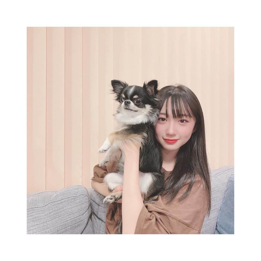 ももかさんのインスタグラム写真 - (ももかInstagram)「撮影終わって ・ ・ ・ うちの癒し時間🐶🐶 ・ ・ ・ みんな何枚目の写真が好き？w #犬との戯れ #引っ張りっこ #思い切り一緒に遊ぶ #チワワ #チワワ部 #ブラタン #ロンチー #丸麦チャンネル  #いっぬ  #dog #犬のいる暮らし」5月31日 22時46分 - momoka_ch