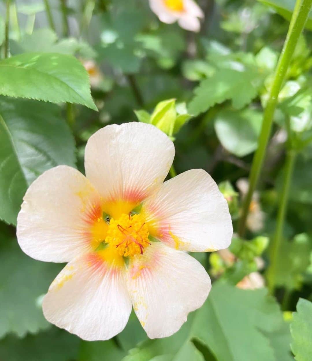 中林美和さんのインスタグラム写真 - (中林美和Instagram)「今日から6月ですって。 信じられない時の流れの速さ！ 忙しい毎日に余裕がなくなりそうだけど、 お花が綺麗なこの季節。 本当に癒される♡」6月1日 12時17分 - miwanakabayashi
