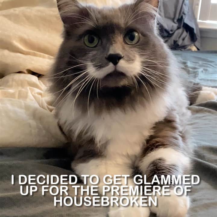 ハミルトンザ・ヒップスターキャットのインスタグラム：「A bad haircut is disappointing. A bad haircut after a year of anticipation is devastating... Check out @HouseBrokenFox, an all new adult animated series, premiering tonight at 9/8c only on @FOXTV. For more pet fun, give @HouseBrokenFox a follow! #HouseBroken #WhatIsYourPetThinking #ad」