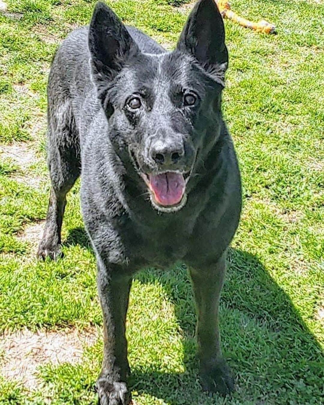 のインスタグラム：「Friends in Southern CA: this black beauty Bebe urgently needs a home.  Bebe is a beautiful 6 year old German Shepherd and is bilingual! (English & German)  She has great energy, loves to play ball and will be a loving companion.   Please help by sharing this post and message me if you can help!」