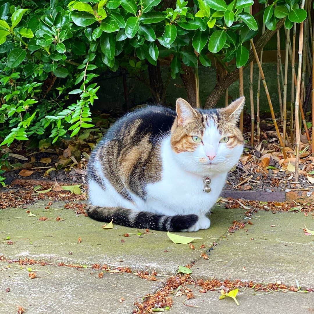 Misty The Moggieのインスタグラム：「Extra round loaf #catloafing #catloafs #catloafadventures #catloafers」