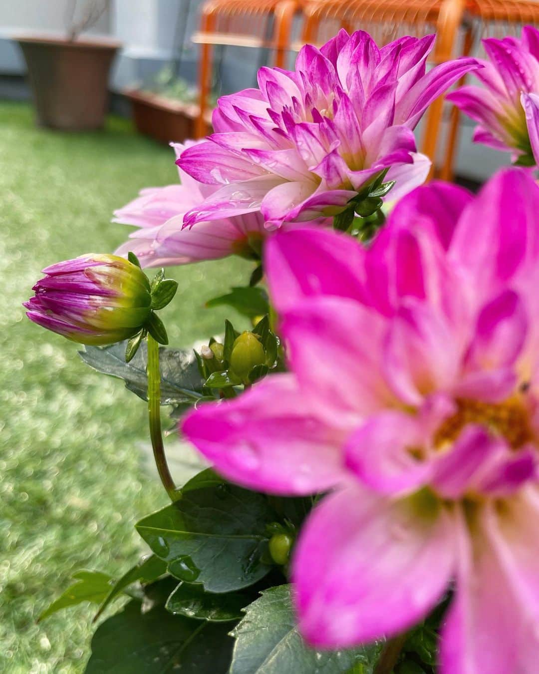 倉地美晴さんのインスタグラム写真 - (倉地美晴Instagram)「・ うちの子自慢 ほんと美人  #ダリア #flowers #nature #naturephotography #daria」6月1日 5時30分 - miharu_kurachi