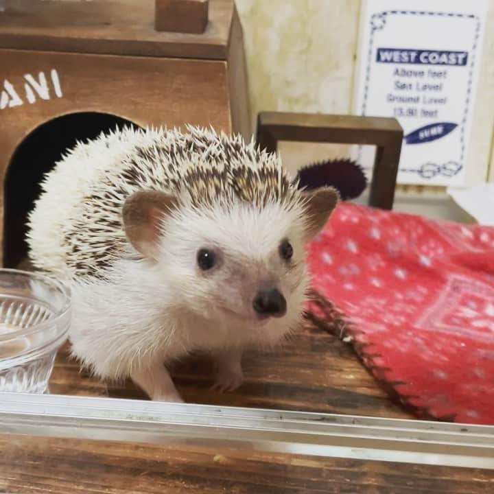 RONのインスタグラム：「レイちゃん最近おねだり上手で毎日ミルワームをもらってます。 ラニはグースカ寝てて毎日チャンスを逃しています。  #ハリネズミのレイ #ハリネズミ #はりねずみ #ハリネズミのいる暮らし #ハリフル #モフモフ部 #hedgie #hedgehog #hedgehogs #hedgehoglove #hedgehogsofinstagram #Igel #hérisson #riccio #erizo #lei」