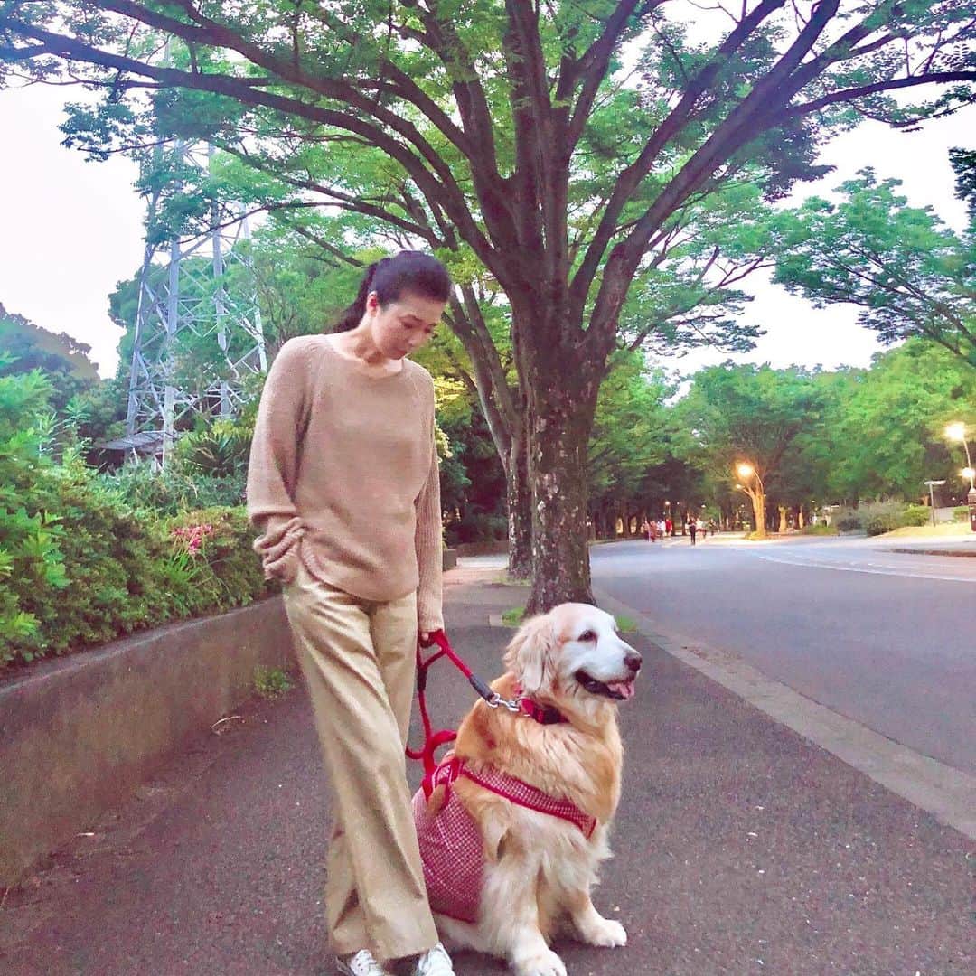 高橋ひとみさんのインスタグラム写真 - (高橋ひとみInstagram)「お仕事から帰ってきて、 皆んなで公園散歩🐾🐾🐾」6月1日 21時07分 - hitomi_momoe