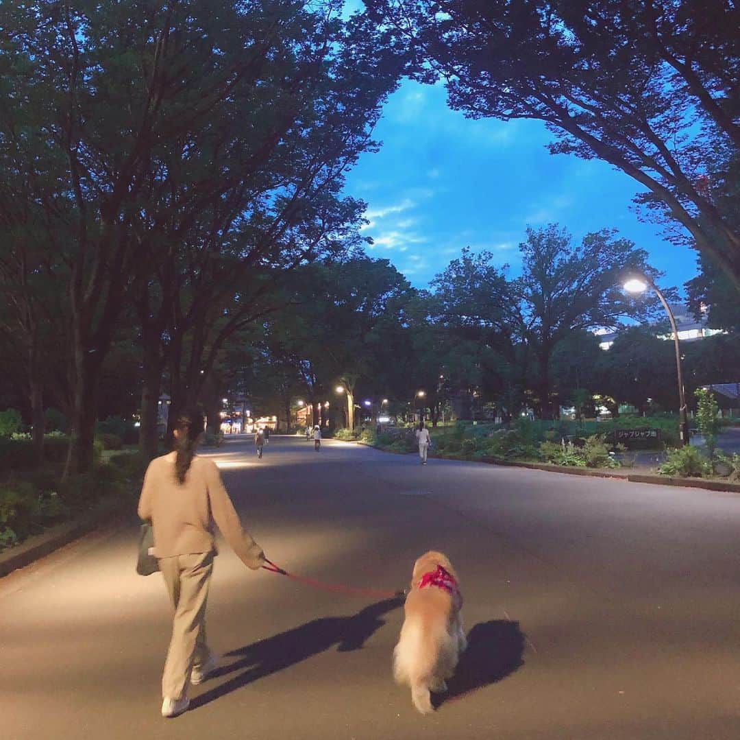 高橋ひとみさんのインスタグラム写真 - (高橋ひとみInstagram)「お仕事から帰ってきて、 皆んなで公園散歩🐾🐾🐾」6月1日 21時07分 - hitomi_momoe