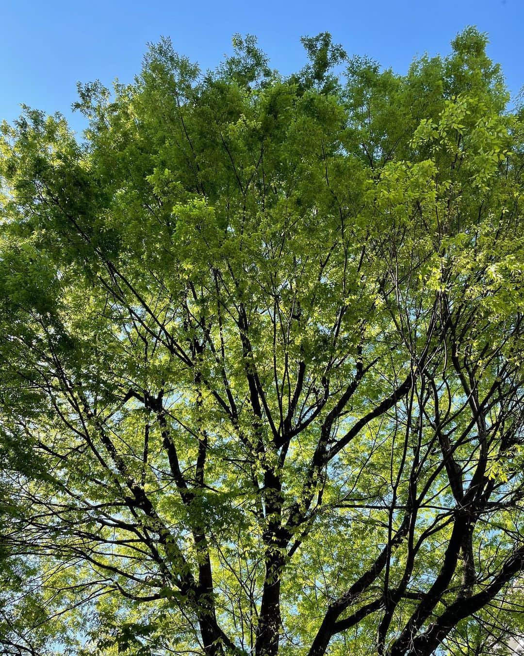 音月桂さんのインスタグラム写真 - (音月桂Instagram)「💚June has come 💚  樹々の緑も雨にうたれて、 色濃く鮮やかに… 太陽に向かって、グングン伸びていく姿に こちらも勇気をもらう。 自然の豊かさや生命力を感じる6月。  大好き。  May it be a shining day today too  ✨😃✨  #6月 #june」6月1日 12時33分 - keiotozuki_official