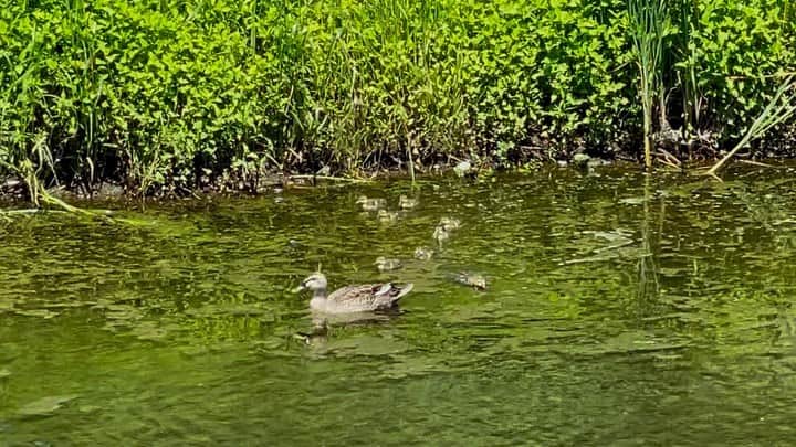 のインスタグラム：「鴨の赤ちゃん生まれてた🦆🐥🐥  可愛いな❤️ 無事に大きく育ちますように😌✨  しかし。 今日は暑い😵☀️💦 日傘忘れて散歩はきつかった〜🚶🏻‍♀️🐕  そろそろ昼の散歩も道路が熱いかな。  #かるがも親子 #鴨の親子」