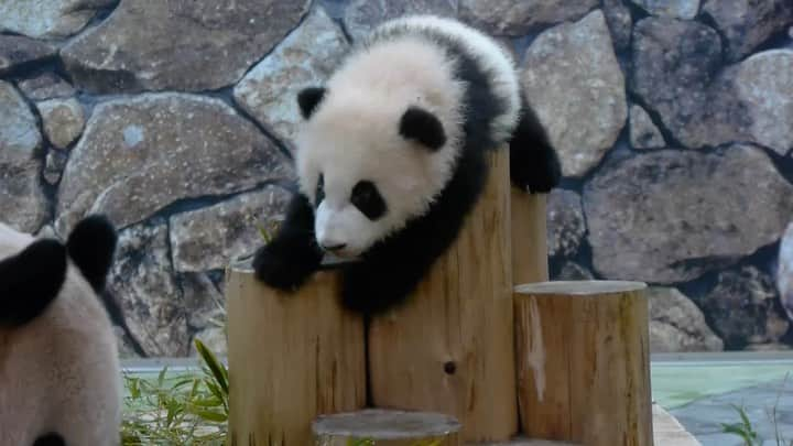 パンダ（白浜）のインスタグラム：「#彩浜 🌈🌈🌈　2019 💨💨💨 #HELLOPANDABOOK 🐼😊🐼 #photography #adventureworld #アドベンチャーワールド #ADVENTUREWORLDPANDAS #baby #HELLOLITTLE #pandamental #hellopanda #ハローリトル #ハローパンダ #パンダグラビア #パンダ　and #panda #pandababy 🐼🐼🐼」