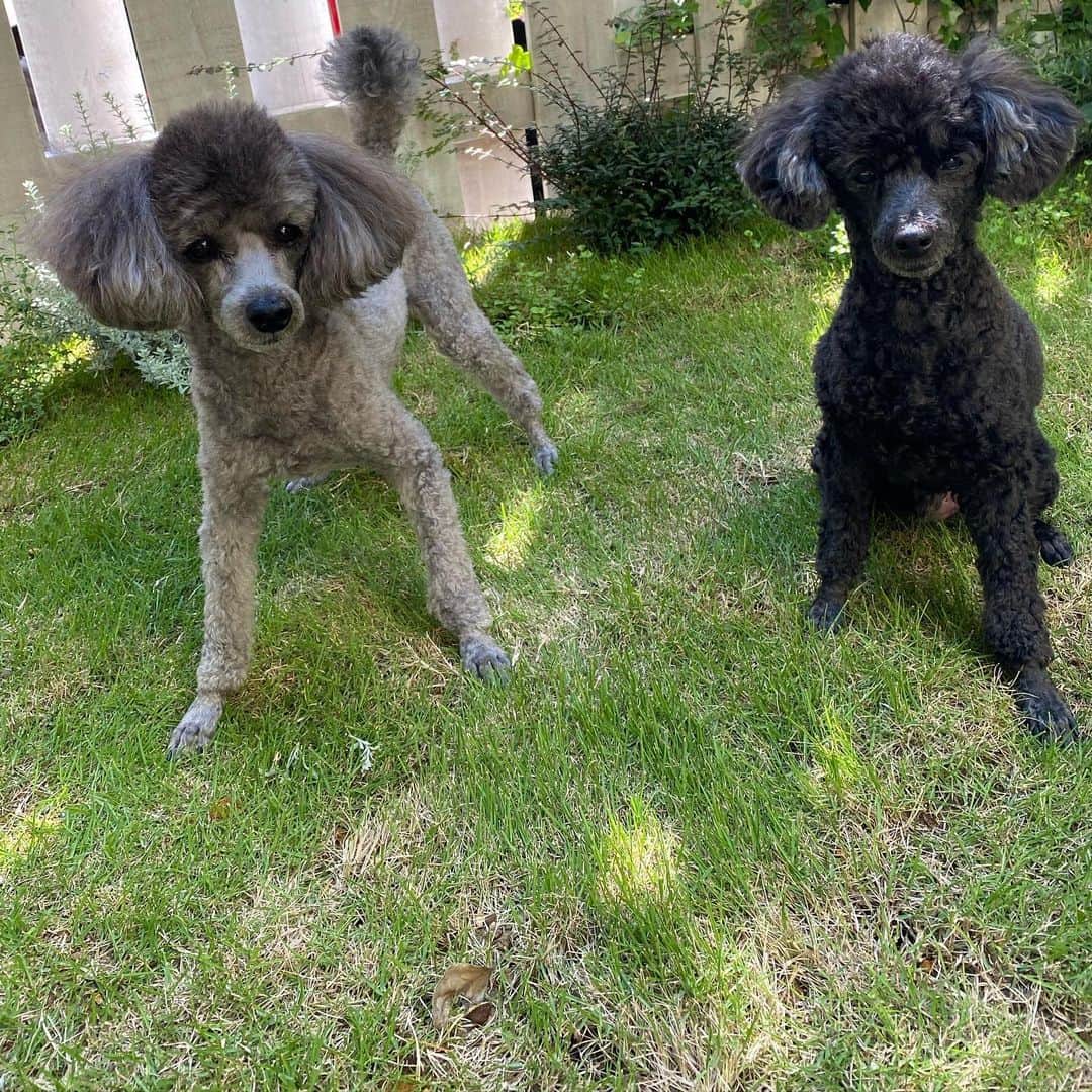 のインスタグラム：「🐶🐶🐶 動物愛護法‼️ . 今日から 生後５６日以下の子犬や子猫の販売を原則禁止する「８週齢規制」を定めた改正動物愛護法が施行される！幼いほうが売れ行きやコスト面で優位である一方早い段階で親元から離すと餌を食べなかったりほえ癖やかみ癖がついたりするなどの問題行動も多くなるとされる！改正法は悪質業者排除が狙いでペットをめぐる環境の改善に期待がかかる！との事！ . 少しづつ前進してますね！色々もっと法律改善や犯罪になる事を発信して欲しいですね！ 動物愛護法‼️ よろしくお願い致します🤲🤲 #ワンコは家族 #皆んなで守るよ  #保護犬問題も山積みだ！ #👍　#❤️ ブラックは #ノア グレーは #グリ」