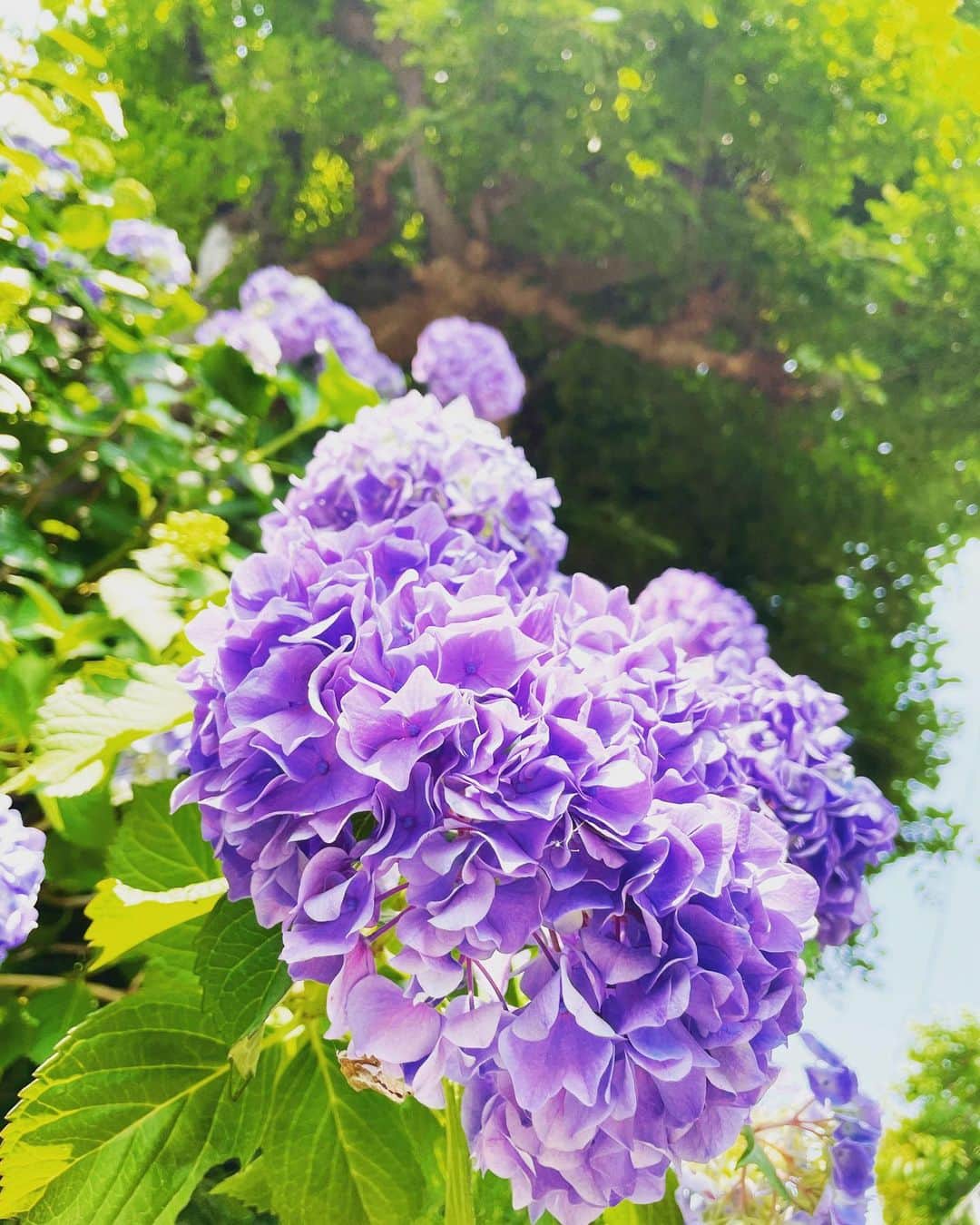 片山萌美のインスタグラム：「6月もみなさま よろしくねえーん🍭  #紫陽花 #june #水無月  #定期的nature」