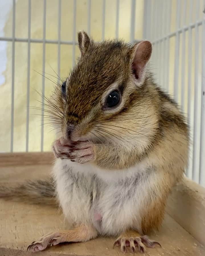 大阪ECO動物海洋専門学校のインスタグラム：「シマリス🐿もぐもぐ中です🍴💕 今日はショップ室の授業がないため、ショップゼミの学生たちがお世話をしました😊✨  #シマリス #給餌 #調餌 #ペットショップ  #大阪eco #大阪eco動物海洋専門学校 #動物 #専門学校 #動物飼育 #動物園 #水族館 #飼育員 #ドルフィントレーナー #アクアリスト #動物看護師 #トリマー #ドッグトレーナー #トリミング #犬 #animal #dog」
