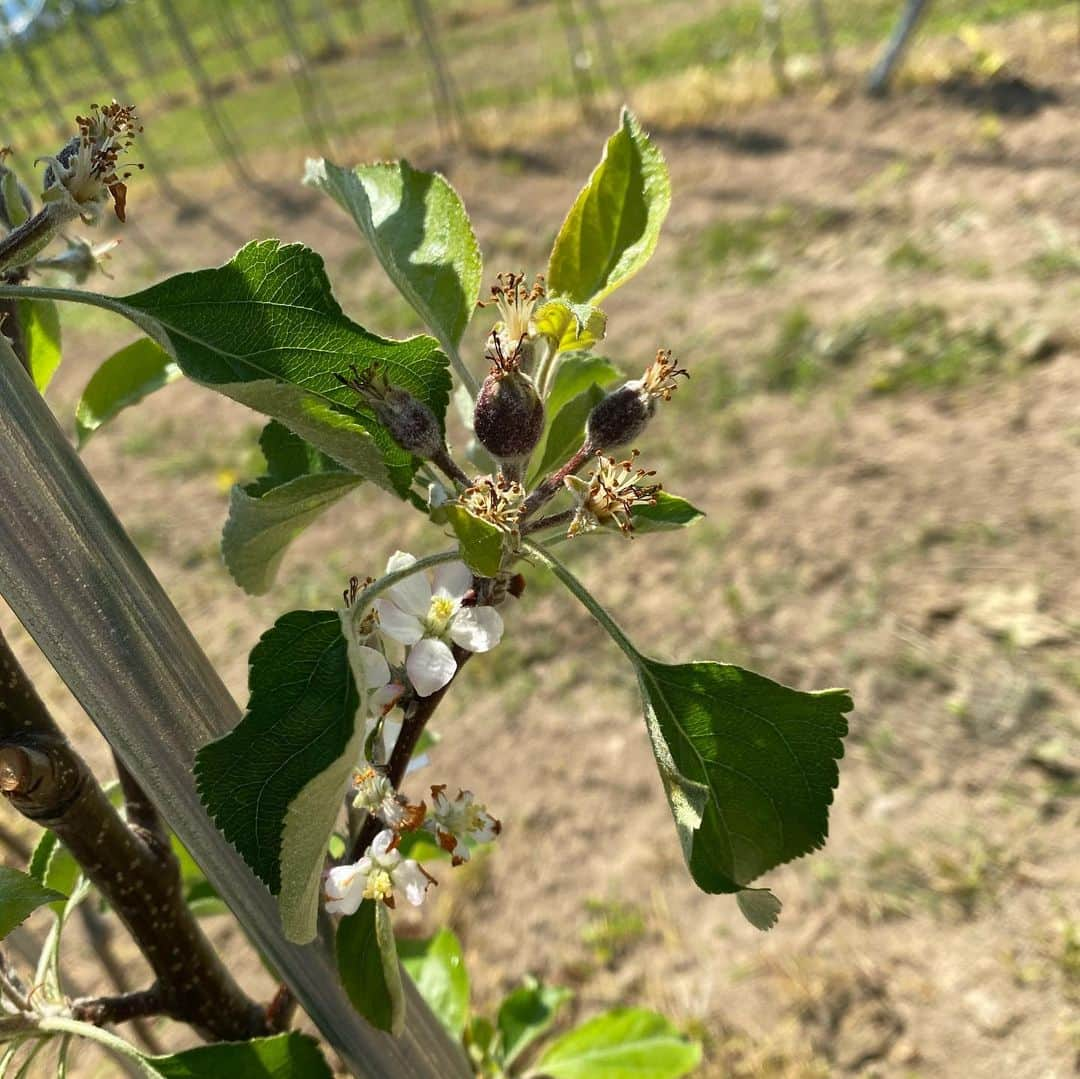 りんご娘さんのインスタグラム写真 - (りんご娘Instagram)「【🍎笑顔（スマイル）ファーム日記🍏】  今日は朝から薬かけ（3回目）をしました！ 育ちが良くて、まだ植えて1年目なのにときと王林は今年もう収穫できそうなんですって✨✨ ジョナゴールドも彩香もふじもアルプスおとめも多田さんの木も順調に育ってます🤩  #ringomusume #りんご娘 #スマイルファーム #りんごの木 #高密植栽培 #薬剤散布 #ガチ農業 #とき #王林 #ジョナゴールド #彩香 #ふじ #アルプスおとめ」6月1日 16時35分 - _ringo.musume.com_