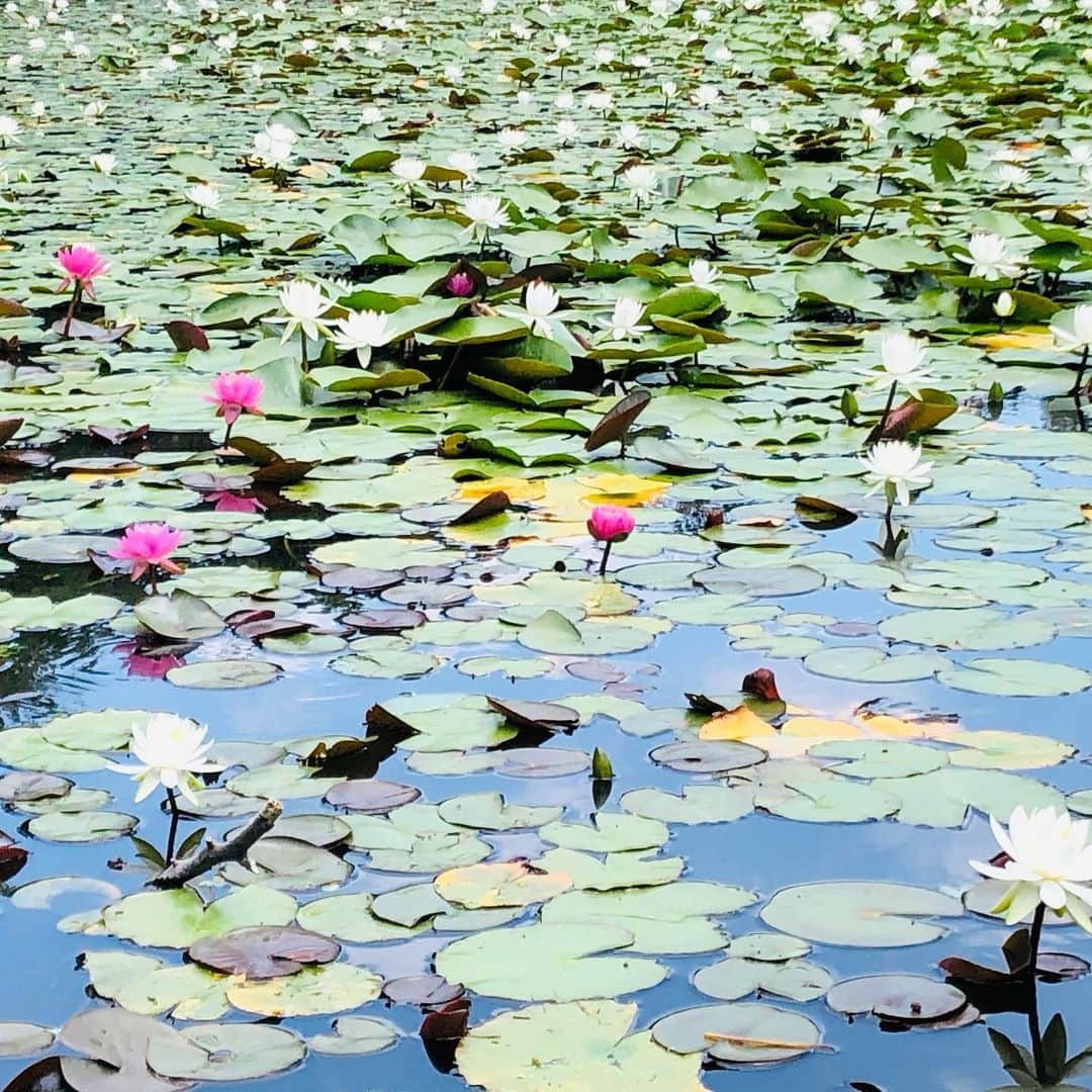 原日出子さんのインスタグラム写真 - (原日出子Instagram)「今日は 久しぶりに ウォーキング🚶‍♂️ いつもの緑道は 紫陽花が綺麗です💖 カタツムリくんにも 会いました😍 睡蓮の池も 花が綺麗❣️ 鴨の親子も 元気でした。 今年は 9羽の可愛い小鴨ちゃんたちが 元気に育っていました😊 午後から あれこれ用事を済ませ 買い物帰りに 近所のレストランへ。 明るいうちに 軽く夕食👍 充実した一日でした。 お買い物も入れて 9.9キロ 15662歩✨ ちょっと筋肉痛😅  #ウォーキング #緑道 #紫陽花 #鴨の親子 #子鴨ちゃん #睡蓮の池 #fitness #生牡蠣 #毎日を楽しく #幸せのレシピ」6月1日 18時32分 - hara_hideko