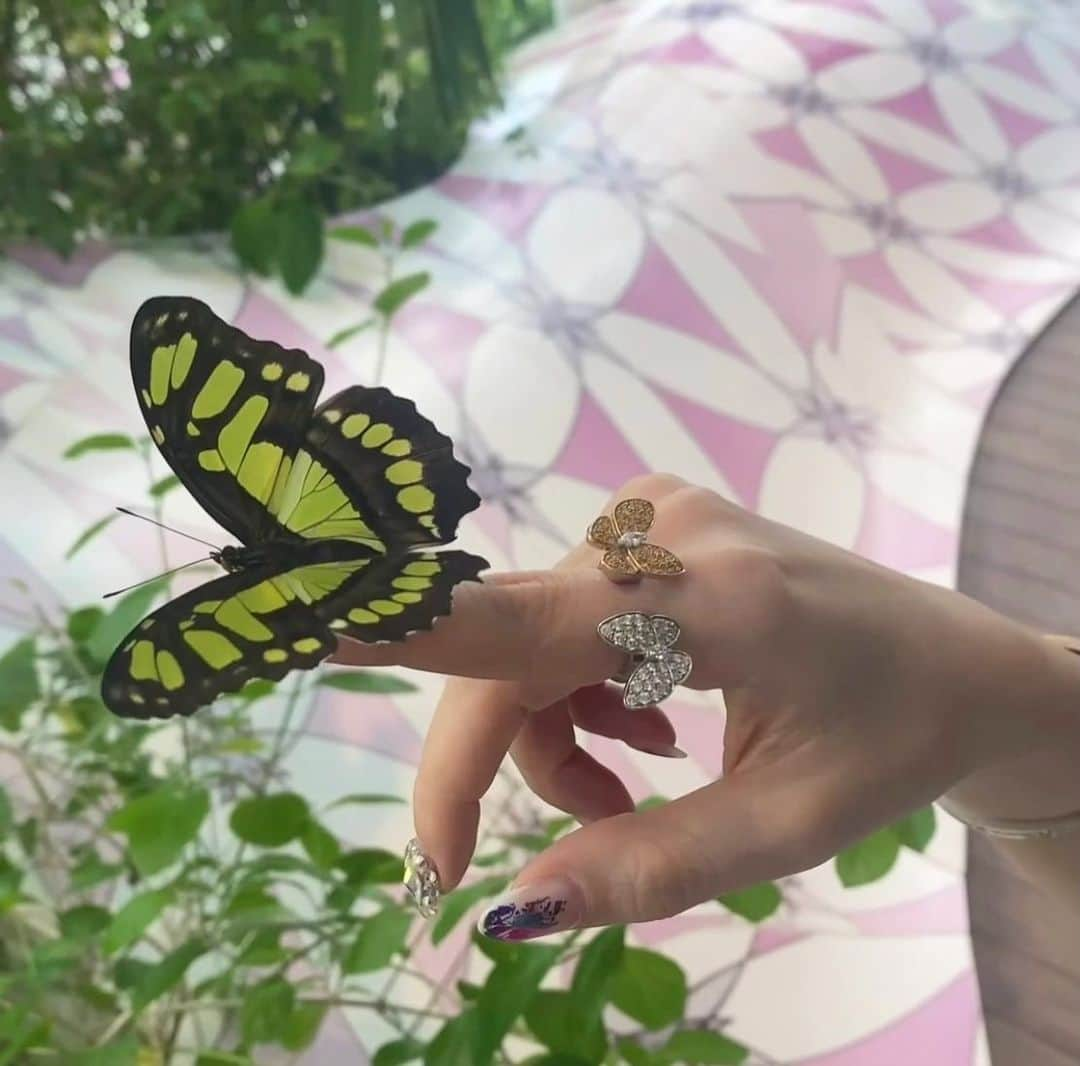 Rieのインスタグラム：「【Butterflies on my finger!】  蝶々が指に止まってくれて 夢の様な奇跡のひと時😍🦋  @alnoorisland  にある バタフライハウスにて❤️  2枚目の動画見たら 蝶々は本物だってわかるよーー🦋🦋🦋  蝶々がたくさん飛んでて 天国感が凄かった👼  #ちょうちょ  #蝶々 #バタフライ #ヴァンクリーフ  #ドゥパピヨン #ドバイ #ドバイ生活 #ドバイ旅行 #butterfly #🦋 #dubai #sharjah #vancleef」