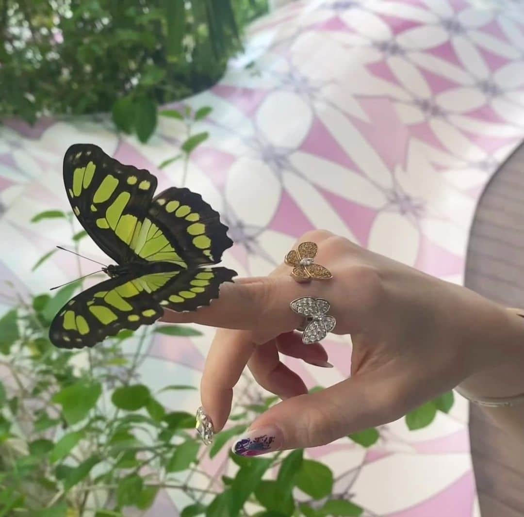 Rieさんのインスタグラム写真 - (RieInstagram)「【Butterflies on my finger!】  蝶々が指に止まってくれて 夢の様な奇跡のひと時😍🦋  @alnoorisland  にある バタフライハウスにて❤️  2枚目の動画見たら 蝶々は本物だってわかるよーー🦋🦋🦋  蝶々がたくさん飛んでて 天国感が凄かった👼  #ちょうちょ  #蝶々 #バタフライ #ヴァンクリーフ  #ドゥパピヨン #ドバイ #ドバイ生活 #ドバイ旅行 #butterfly #🦋 #dubai #sharjah #vancleef」6月2日 6時15分 - rie_dubai