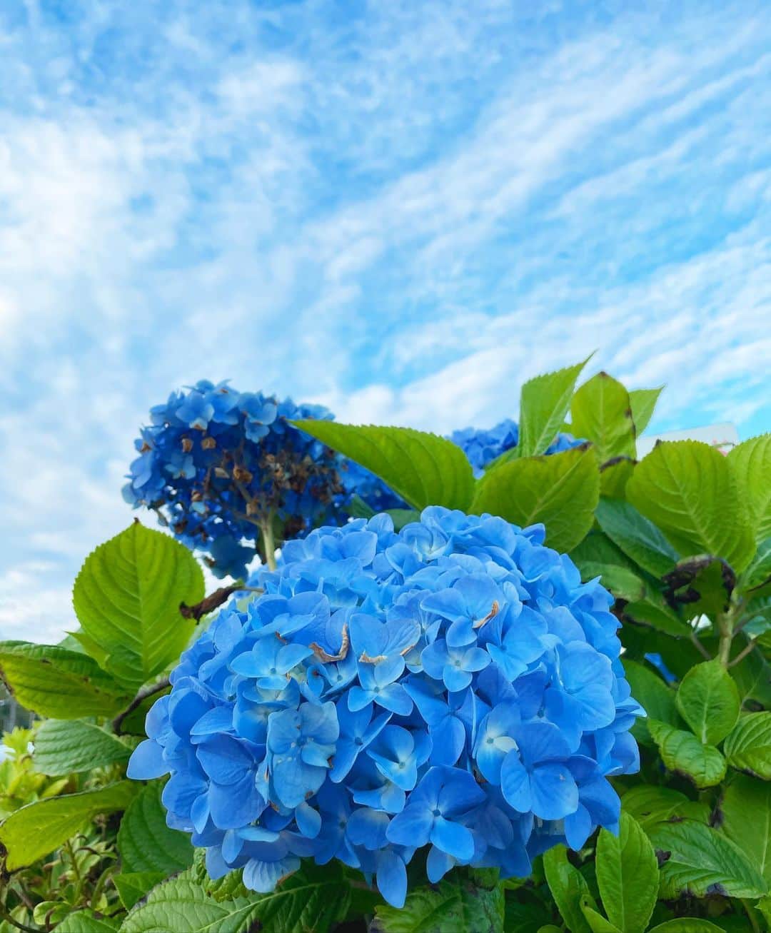 片山萌美のインスタグラム：「青も見つけた✌︎  #紫陽花 #定期的nature」