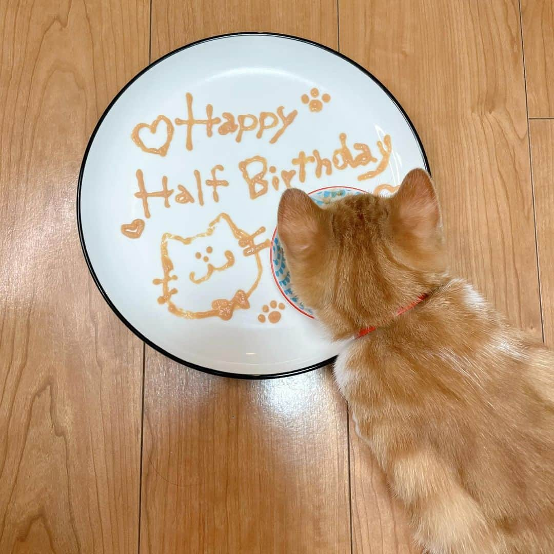 ききまるさんのインスタグラム写真 - (ききまるInstagram)「今日は茶々が生まれて半年の日🎂だとおもったらまだ5ヶ月だった！ . チュールプレート作ったけど来月も作る爆 おっきくなってねー♪🐈 . . .  🐈🐈🐈🐈🐈🐈🐈 . 2021.01.01、縁起のいい日に生まれた女の子です🚺❤️ 毎日投稿してるので是非フォローしていただいて成長を見守っていただければと思います🤲🏻 . 🐈🐈🐈🐈🐈🐈🐈 . #茶トラ女子部 #子猫のいる生活　#子猫里親 #子猫のいる生活 #子猫成長記録 #子猫部 #子猫育て #保護猫 #保護猫と暮らす #保護猫を家族に #保護猫出身 #保護猫から家族 #茶トラ #茶トラ猫 #茶トラ白 #茶トラ女子 #茶トラ　#にゃんこ　#にゃんこ部 #にゃんこlove #にゃんこすたぐらむ　#猫の日 #猫のいる暮らし #猫好きさんと繋がりたい #kitty #kittys #cats #catlover」6月1日 22時54分 - kikigram_97