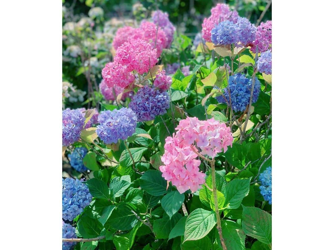 朝風れいさんのインスタグラム写真 - (朝風れいInstagram)「💜💠💜💠💜  今日から6月☂️☁️  今日は晴れてて気持ちよかったー\(❁´∀`❁)ﾉ  ・ ・ ・ ちなみに。。。 写真、数日前のです😅  日に日に紫陽花が綺麗に育っていて、今日はこの写真よりもっと大きくなってた😊  毎日見るのが楽しみ🕊  #hello #june #6月 #welcome #hydrangea #紫陽花 #あじさい #アジサイ　と… #くるみ」6月1日 23時07分 - rei.wd