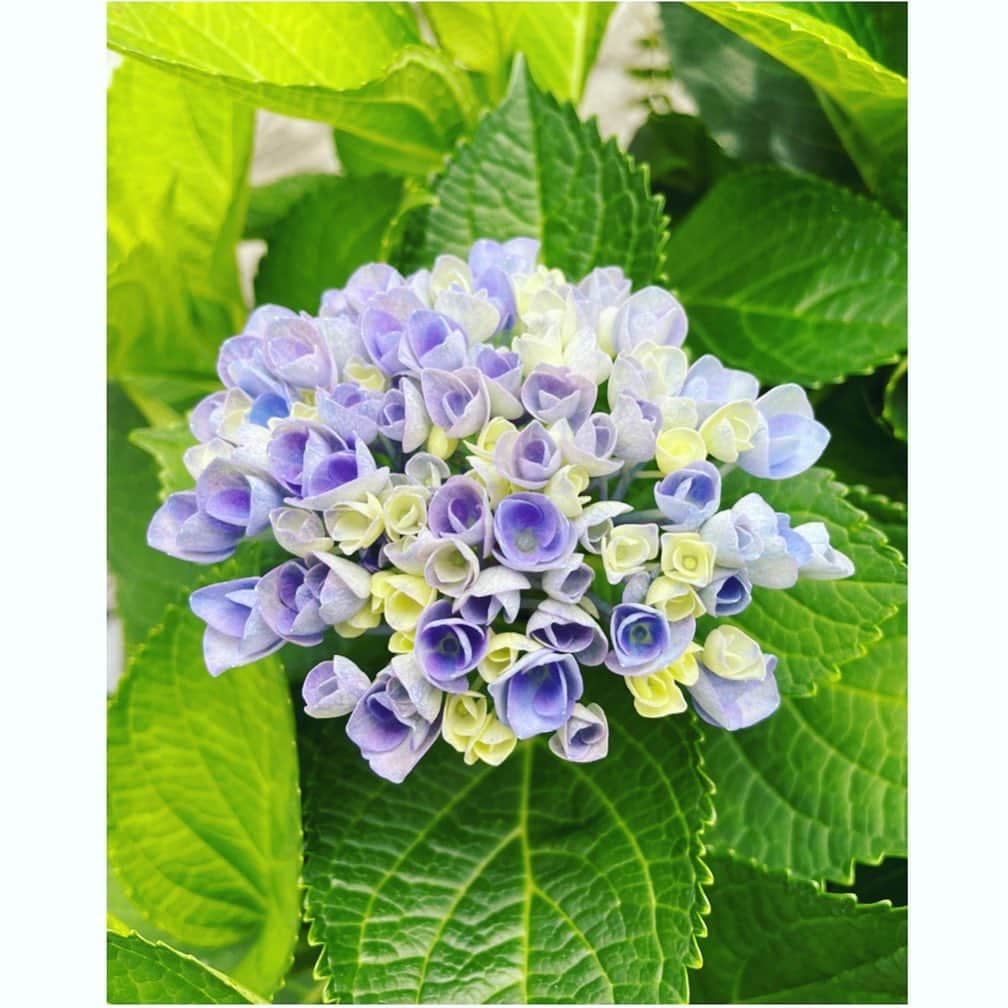 望月理恵さんのインスタグラム写真 - (望月理恵Instagram)「おうち紫陽花。 咲きそうで咲かない😂  でも閉じてる様子も愛らしいですね。  #紫陽花 #関東の梅雨は、、どうしたんでしたっけ？」6月2日 8時18分 - mochiee28