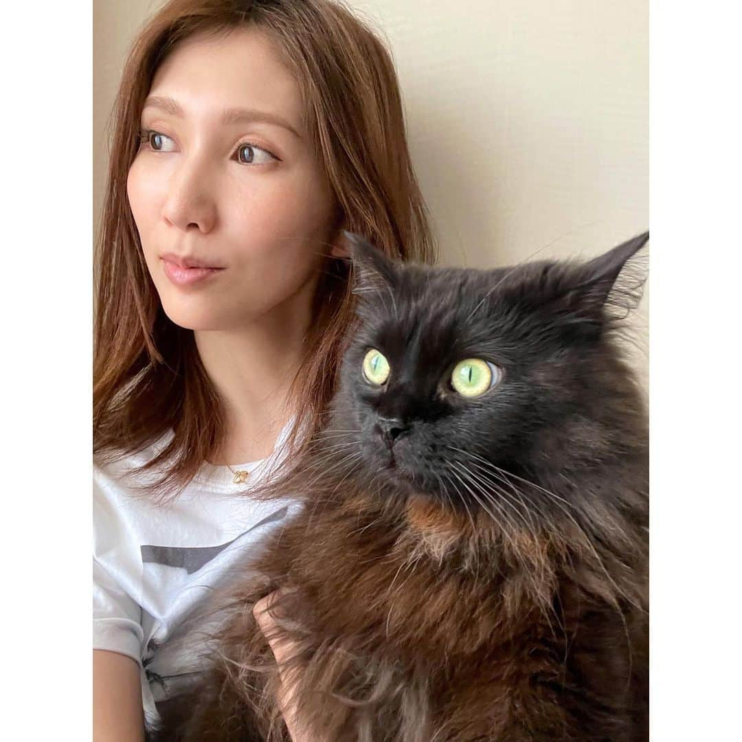 春輝のインスタグラム：「本日で3歳👶🏻🎉  #バレンティン#Balentien #メインクーン#MaineCoon#猫#cat#ねこ部 #春輝#haruki」