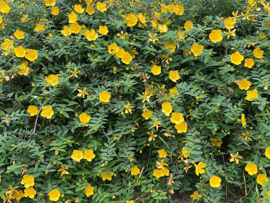 masakiさんのインスタグラム写真 - (masakiInstagram)「wed.2 Jun.2021 おはよう。 公園に黄色い花がたくさん咲いてたよ。 元気がでるビタミンカラー♡」6月2日 9時15分 - mogurapicassowols