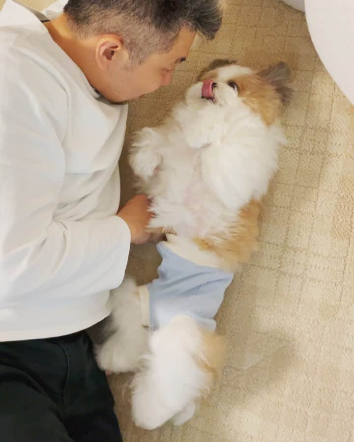のインスタグラム：「so relaxing and I am fully energized🐶💓💓💓 * * ボクがしあわせいっぱいになっている姿をご覧ください🐶💓💓💓 * * #はち #HACHI #シーズー大好き部 #はちの笑顔に私たち夫婦が元気づけられています #ママの声がうるさくてごめんなさい #パパがだいすき」