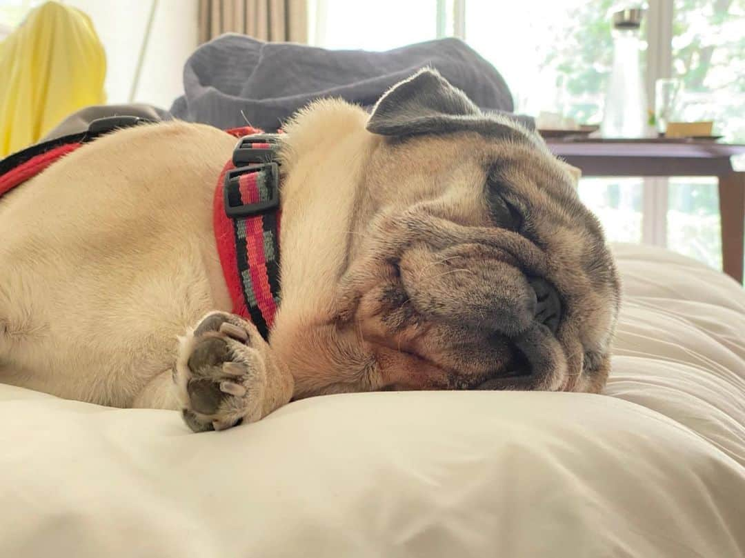 やついいちろうさんのインスタグラム写真 - (やついいちろうInstagram)「幸せ  #pug #pugs #puglife #puglove #パグ #パグスタグラム」6月2日 12時20分 - yatsuiichiro