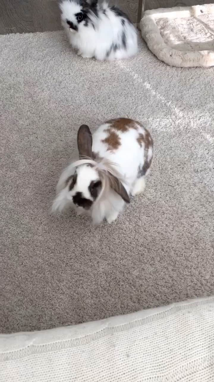 Marbee Moo, Olive & Taffyのインスタグラム：「bunny binkies are the best 🌪😆」