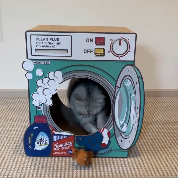 のインスタグラム：「かわいくて思わず買っちゃった洗濯機型爪とぎ。気に入ってくれてよかった♡」
