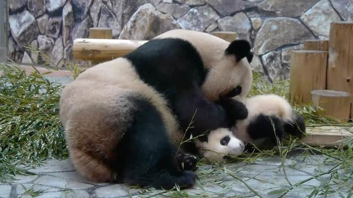 パンダ（白浜）のインスタグラム：「watching netflix on couch #彩浜 🌈 #HELLOPANDABOOK 🐼😊🐼 #photography #adventureworld #アドベンチャーワールド #ADVENTUREWORLDPANDAS #baby #HELLOLITTLE #pandamental #hellopanda #ハローリトル #ハローパンダ #パンダグラビア #パンダ　and #panda #pandababy 🐼🐼🐼」