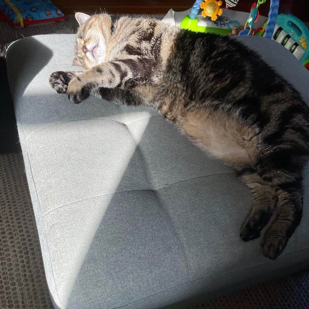 マチルダさんのインスタグラム写真 - (マチルダInstagram)「Summer is here! I found the sunniest patch ☀️swipe for squooshy belly pic, I am max relaxed!! 👉😹#aliencatmatilda #hotgirlsummer #catsofinsta #sunsoutbumsout」6月3日 0時41分 - aliencatmatilda