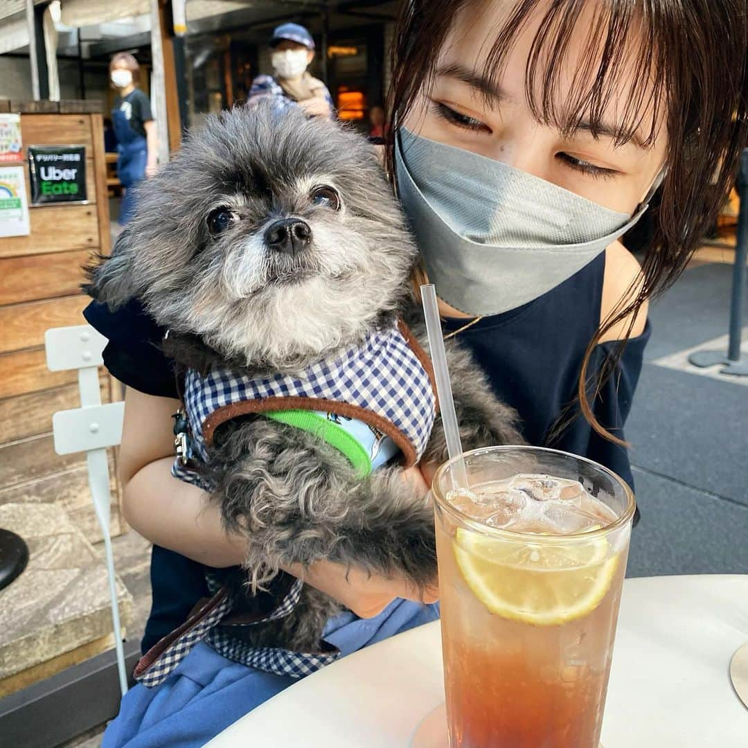 神室舞衣のインスタグラム：「こたが毛が白くなってきてすっかりお爺ちゃん👴💛 今年の夏は夏バテしないで頑張れるかな🐶 花まるがいなくなってリーダーは自分だになってるみたいで、リーダーぽく振る舞う姿が本当に可愛いくてツボすぎるのです❤ちびリーダー😂笑」